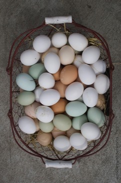 A basket of eggs